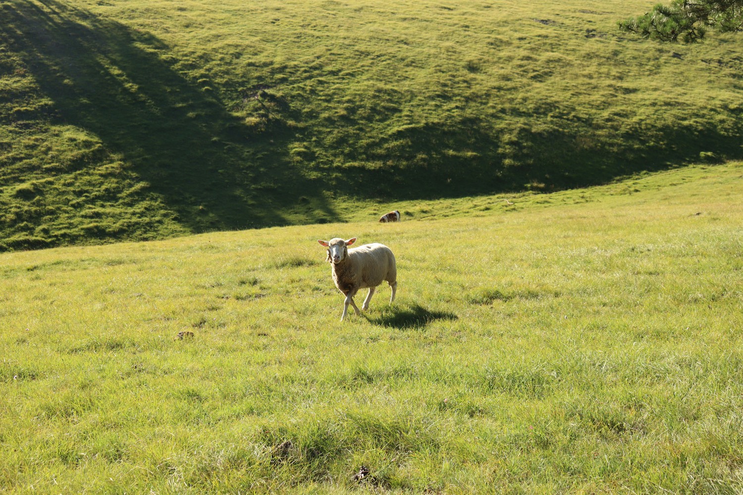 Raw fibre · organic wool